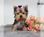 Small #1 Yorkshire Terrier