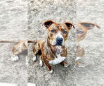 Small #1 American Pit Bull Terrier Mix