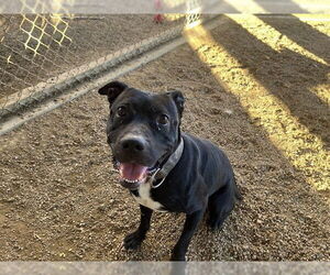 Mutt Dogs for adoption in Plano, TX, USA