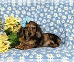 Small Photo #4 Dachshund Puppy For Sale in LINCOLN UNIVERSITY, PA, USA