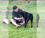 Small #2 American Pit Bull Terrier-Chinese Shar-Pei Mix