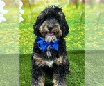 Small Bernedoodle (Miniature)