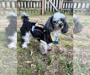 Poodle (Toy) Dogs for adoption in Gulfport, MI, USA