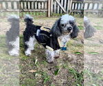 Small Poodle (Toy)
