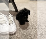 Small Photo #14 Maltipoo Puppy For Sale in BRIDGEPORT, CT, USA