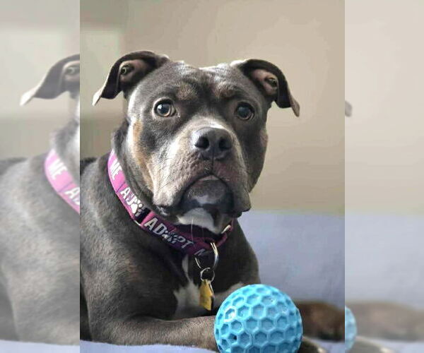 Medium Photo #1 American Pit Bull Terrier Puppy For Sale in Rockville, MD, USA