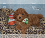 Image preview for Ad Listing. Nickname: AKC REED