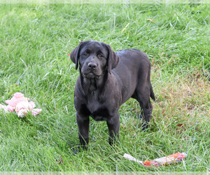Labrador Retriever Puppy for Sale in SYRACUSE, Indiana USA