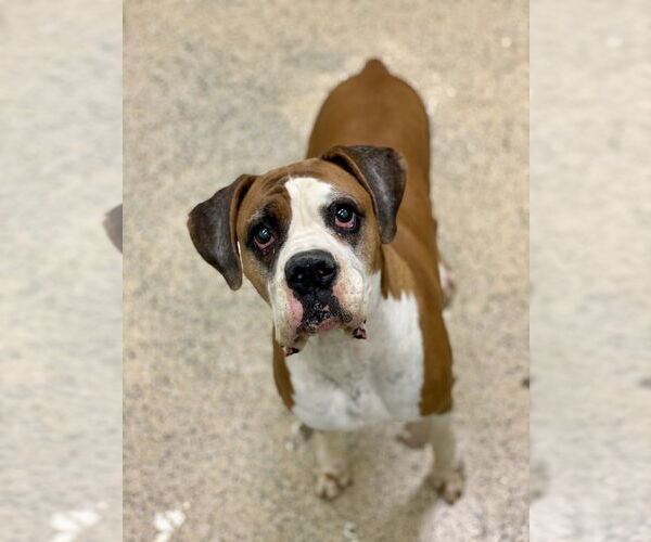 Medium Photo #8 Boxer Puppy For Sale in Austin, TX, USA
