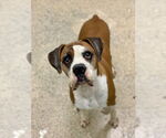 Small #7 Boxer