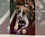 Small Collie-English Springer Spaniel Mix
