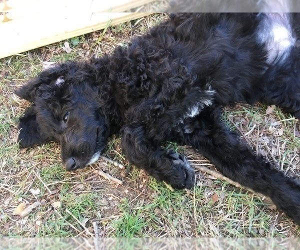 Medium Photo #2 Poodle (Standard) Puppy For Sale in ARAB, AL, USA