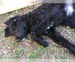 Small Photo #2 Poodle (Standard) Puppy For Sale in ARAB, AL, USA