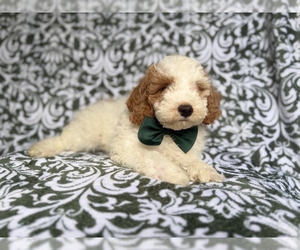 Medium Photo #3 Cockapoo (Miniature) Puppy For Sale in LAKELAND, FL, USA
