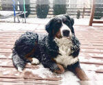 Small Photo #1 Bernese Mountain Dog Puppy For Sale in ERIE, CO, USA