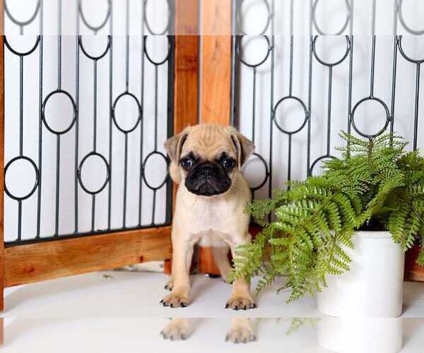 Medium Photo #4 Pug Puppy For Sale in NAPLES, FL, USA