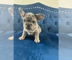 Small Photo #33 French Bulldog Puppy For Sale in MEMPHIS, TN, USA