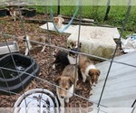 Small Photo #10 Collie Puppy For Sale in BYRAM, MS, USA