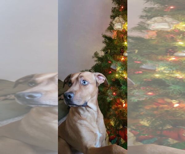 Medium Photo #2 Rhodesian Ridgeback-Unknown Mix Puppy For Sale in Dallas, TX, USA