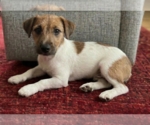 Small Jack Russell Terrier