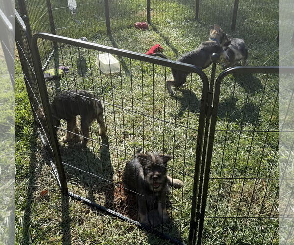 Medium Photo #4 Pomeranian-Unknown Mix Puppy For Sale in Lenoir, NC, USA