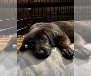 Golden Shepherd Puppy for sale in PITTSBURGH, PA, USA