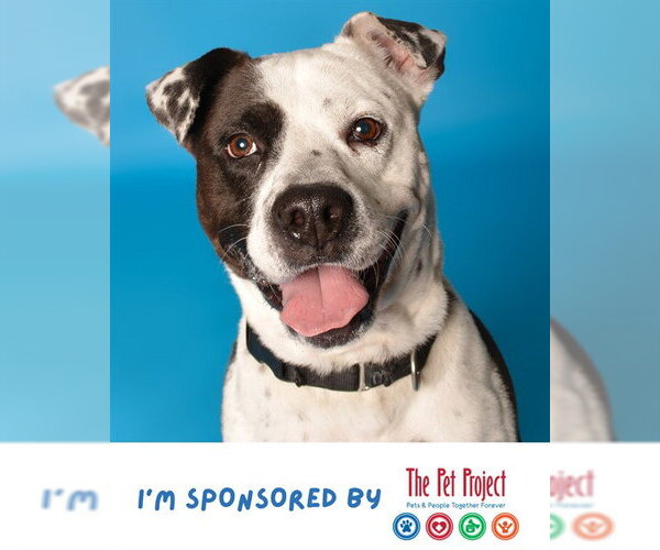 Medium Photo #4 American Staffordshire Terrier Puppy For Sale in Fort Lauderdale, FL, USA
