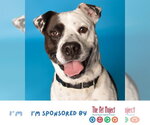 Small #3 American Staffordshire Terrier