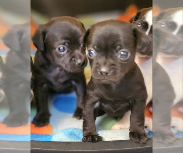 Medium Photo #2 Chihuahua-Unknown Mix Puppy For Sale in Olalla, WA, USA