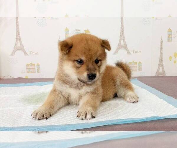 Medium Photo #2 Shiba Inu Puppy For Sale in PASADENA, CA, USA