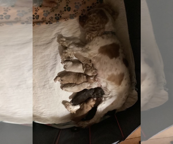 Medium Photo #1 Cocker Spaniel Puppy For Sale in CADDO, OK, USA