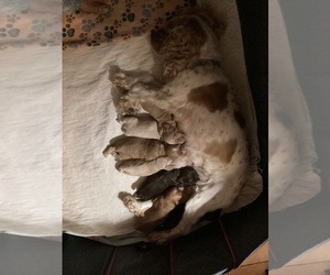 Cocker Spaniel Puppy for sale in CADDO, OK, USA