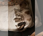 Image preview for Ad Listing. Nickname: Litter of 4