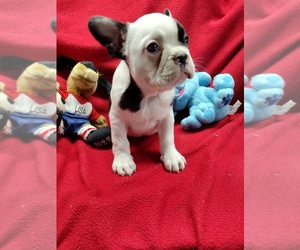 Faux Frenchbo Bulldog Puppy for Sale in ANGOLA, Kansas USA