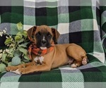 Small Photo #5 Boxer Puppy For Sale in KIRKWOOD, PA, USA