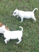Puppy 2 Bull Terrier