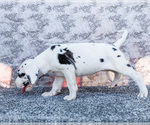 Small #4 Great Dane