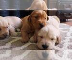 Small Photo #2 Golden Retriever Puppy For Sale in MADERA, CA, USA