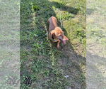 Small #2 Dachshund