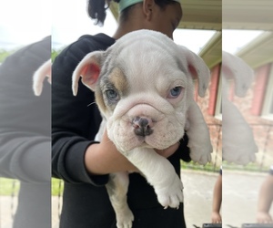Bulldog Puppy for sale in LOUISVILLE, KY, USA