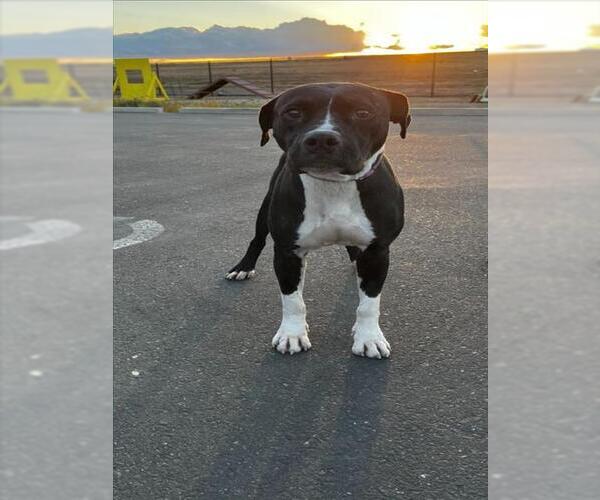 Medium Photo #2 American Pit Bull Terrier Puppy For Sale in Tracy, CA, USA