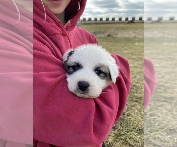 Medium Photo #1 Great Pyrenees Puppy For Sale in HUBBARD, IA, USA