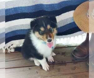 Scotch Collie Puppy for sale in MENA, AR, USA