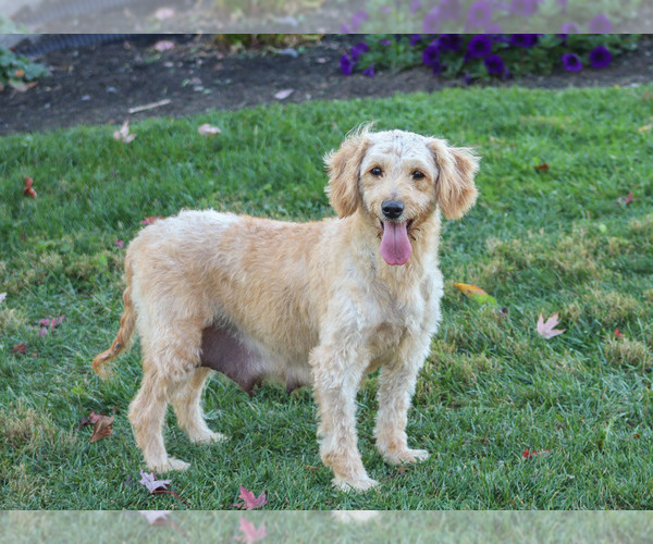 Medium Photo #1 Goldendoodle Puppy For Sale in KILLINGER, PA, USA