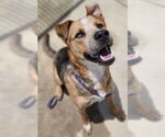 Small #28 American Staffordshire Terrier Mix