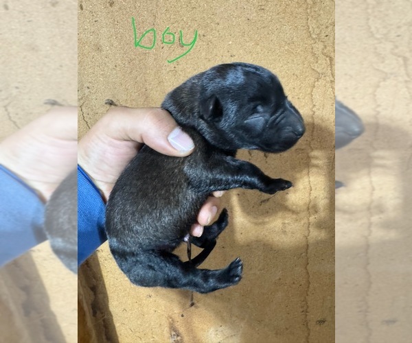 Medium Photo #7 Belgian Malinois Puppy For Sale in MENASHA, WI, USA