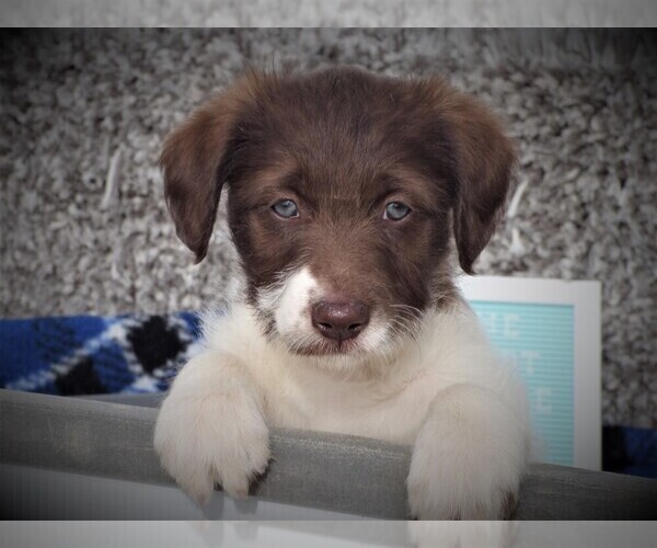 Medium Photo #1 Bordoodle Puppy For Sale in OLATHE, CO, USA