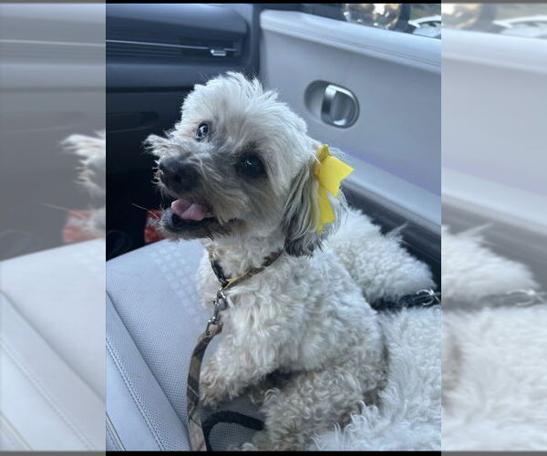 Medium Photo #1 Miniature Schnauzer-Poodle (Miniature) Mix Puppy For Sale in San Diego, CA, USA