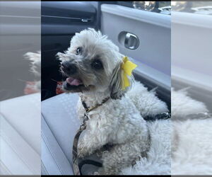 Miniature Schnauzer-Poodle (Miniature) Mix Dogs for adoption in San Diego, CA, USA