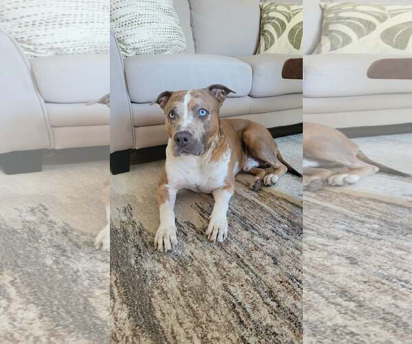 Medium Photo #3 Mutt Puppy For Sale in Westwood, NJ, USA